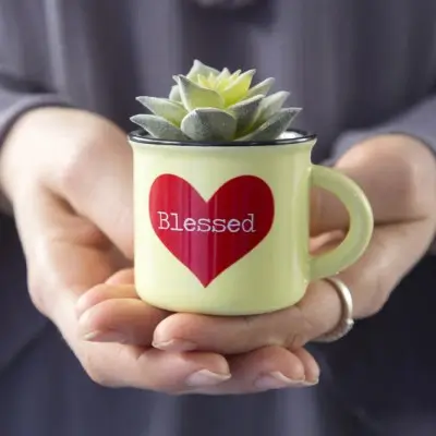 [PLNT034] Mini succulent Blessed